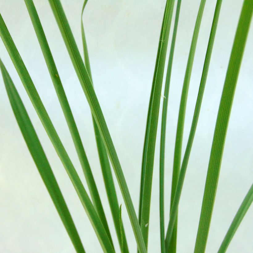 Anthericum liliago - Lilioasfodelo maggiore (Fogliame)