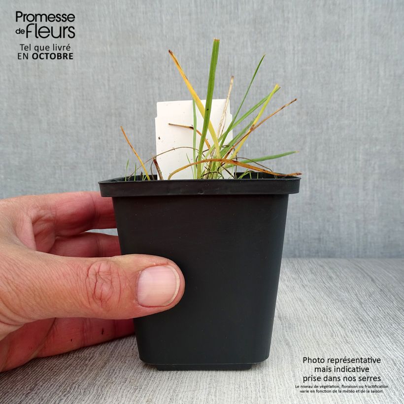 Esemplare di Anthericum liliago - Lilioasfodelo maggiore Vasetto da 8/9 cm come consegnato in autunno