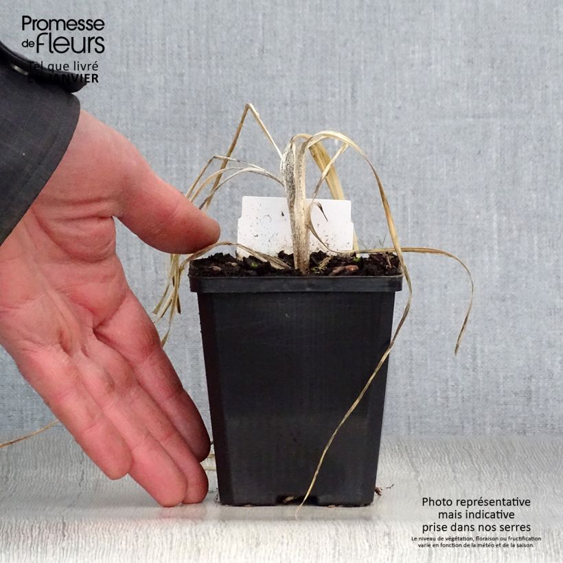 Anthericum liliago - Lilioasfodelo maggiore Vasetto da 8/9 cm esemplare consegnato in inverno