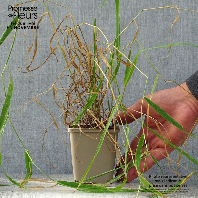 Esemplare di Phalaris arundinaceae - Saggina spagnola Vasetto da 8/9 cm come consegnato in autunno
