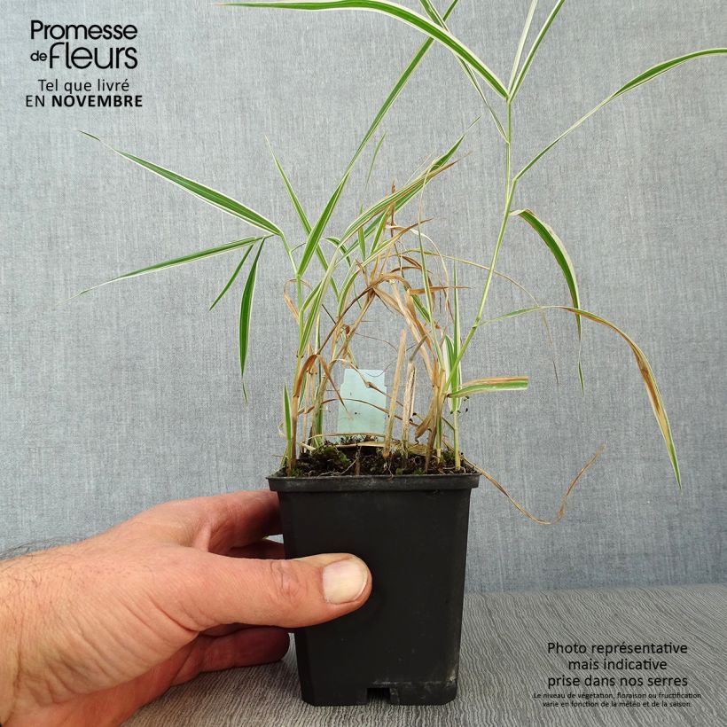 Esemplare di Phalaris arundinacea Picta - Saggina spagnola Vasetto da 8/9 cm come consegnato in autunno