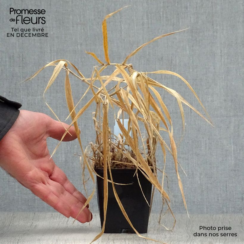 Phalaris arundinacea Picta - Saggina spagnola Vasetto da 8/9 cm esemplare consegnato in inverno