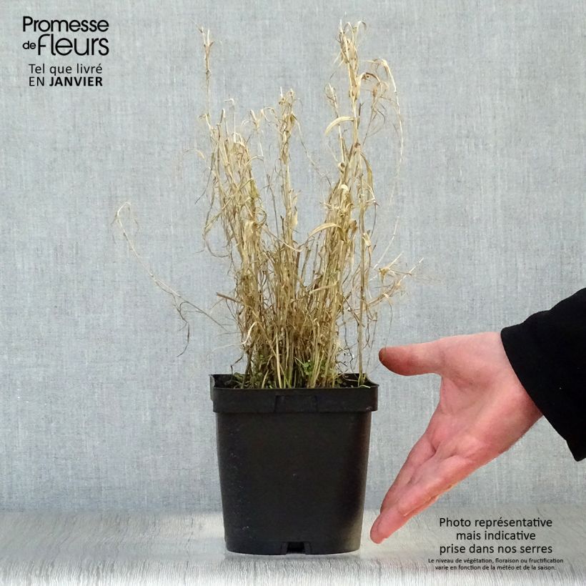 Phalaris arundinacea Picta - Saggina spagnola Vaso da 2L/3L esemplare consegnato in inverno