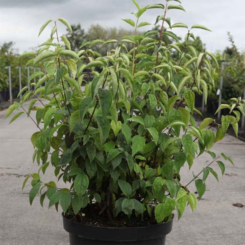 Philadelphus virginalis Albâtre - Filadelfo (Fogliame)
