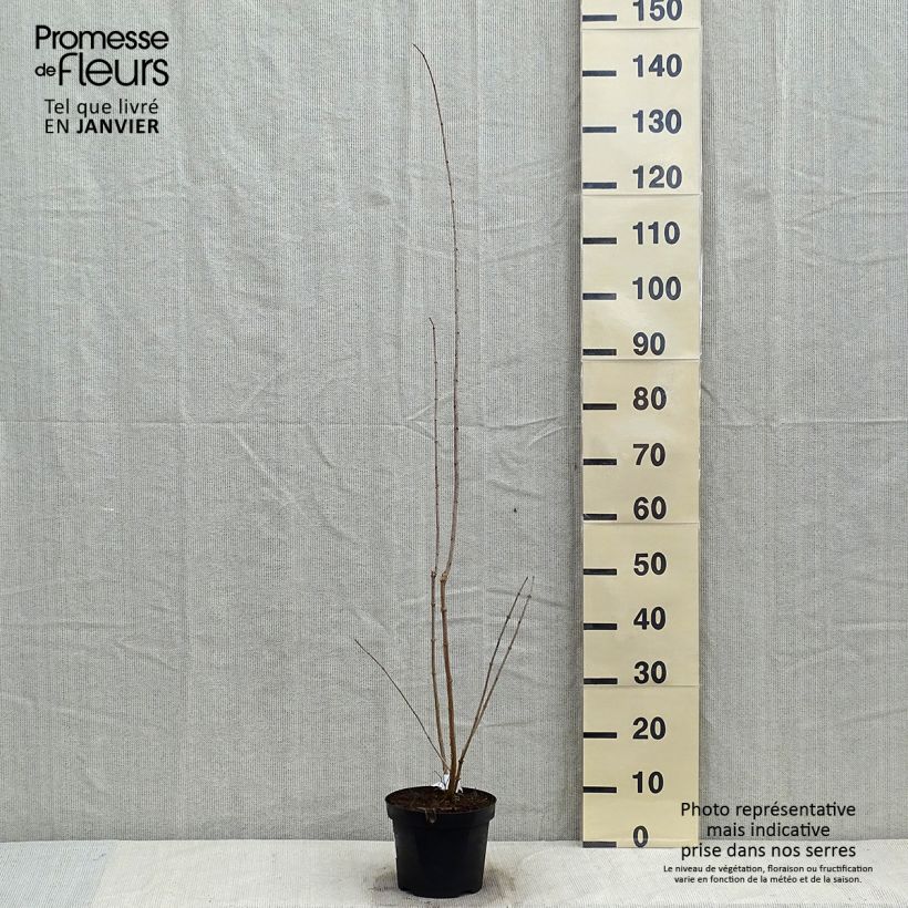 Philadelphus persica Bouquet Blanc - Filadelfo Vaso da 2L/3L esemplare consegnato in inverno