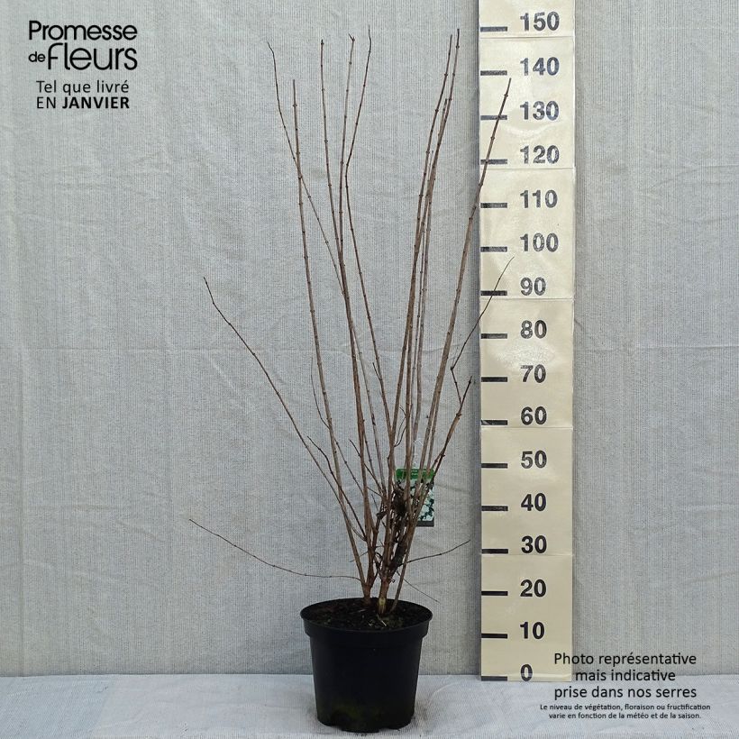 Philadelphus persica Bouquet Blanc - Filadelfo Vaso da 7,5L/10L esemplare consegnato in inverno