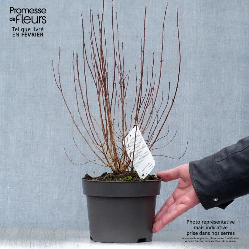 Philadelphus Dame Blanche - Filadelfo Vaso da 3L/4L esemplare consegnato in inverno