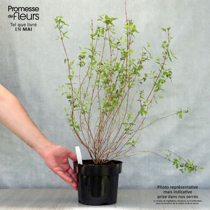 Philadelphus Dame Blanche - Filadelfo Vaso da 3L/4L esemplare consegnato in primavera