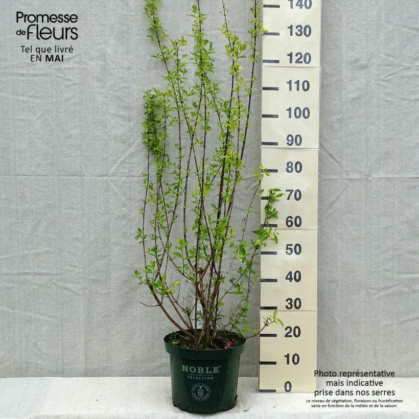 Philadelphus lemoinei Innocence - Filadelfo Vaso da 7,5L/10L esemplare consegnato in primavera