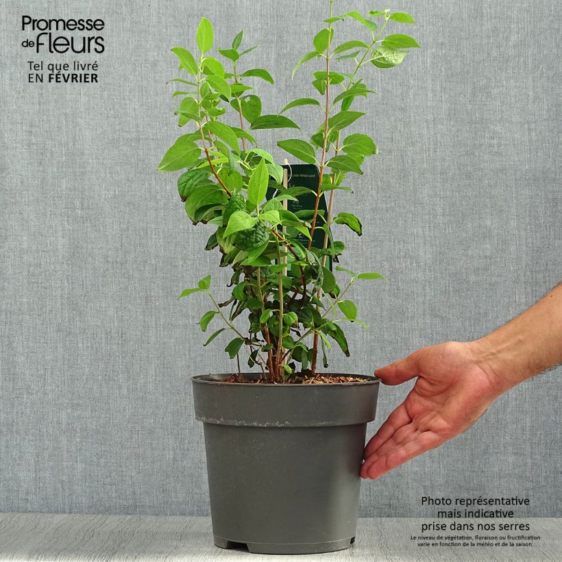 Esemplare di Philadelphus Little White Love - Filadelfo Vaso da 2L/3L come consegnato in autunno