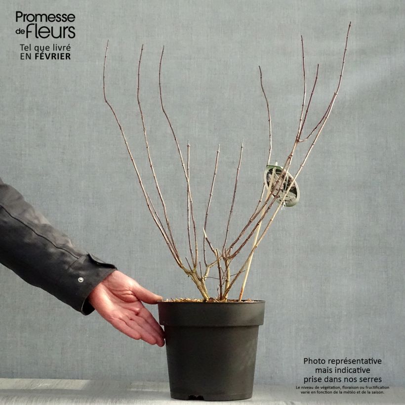 Philadelphus Little White Love - Filadelfo Vaso da 2L/3L esemplare consegnato in inverno