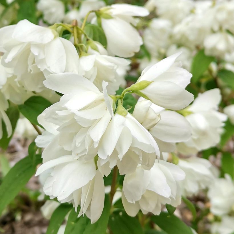 Philadelphus Little White Love - Filadelfo (Fioritura)