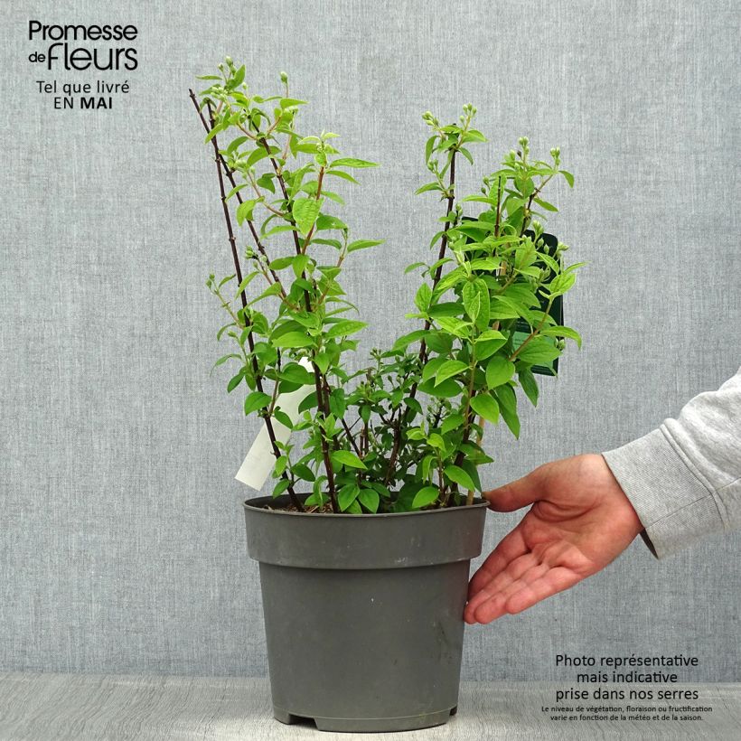 Philadelphus Little White Love - Filadelfo Vaso da 2L/3L esemplare consegnato in primavera