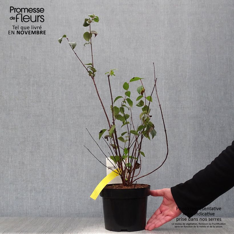 Esemplare di Philadelphus virginalis Minnesota Snowflake - Filadelfo Vaso da 2L/3L come consegnato in autunno