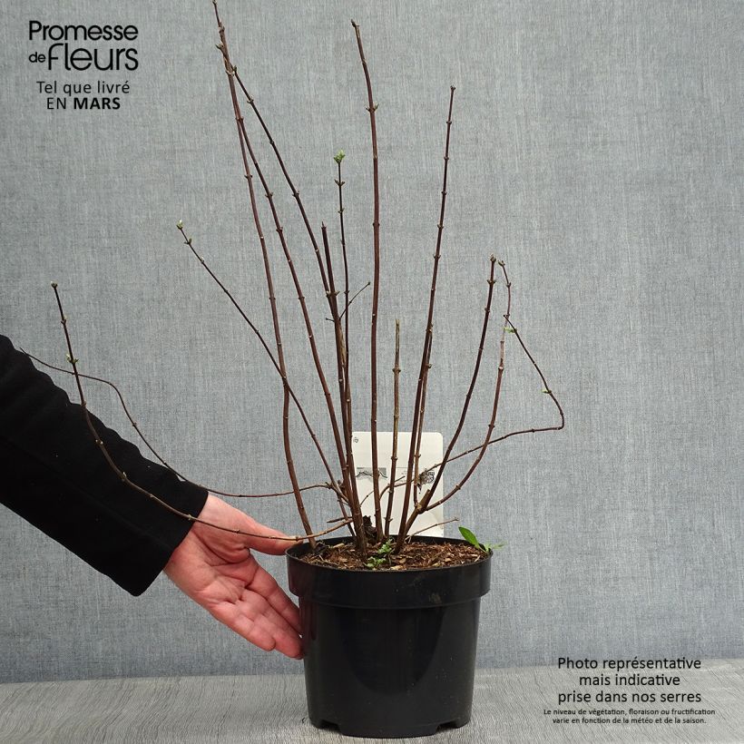 Philadelphus virginalis Minnesota Snowflake - Filadelfo Vaso da 2L/3L esemplare consegnato in inverno