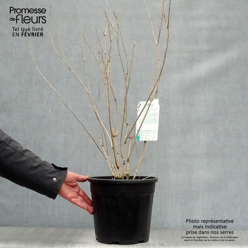 Philadelphus virginalis Minnesota Snowflake - Filadelfo Vaso da 7,5L/10L esemplare consegnato in inverno