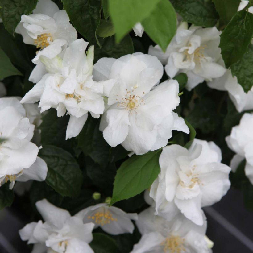 Philadelphus virginalis Natchez - Filadelfo (Fioritura)