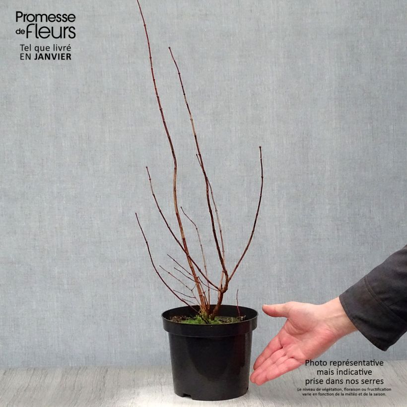 Philadelphus Virginal - Filadelfo Vaso da 3L/4L esemplare consegnato in inverno