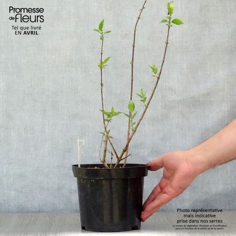 Philadelphus Virginal - Filadelfo Vaso da 3L/4L esemplare consegnato in primavera