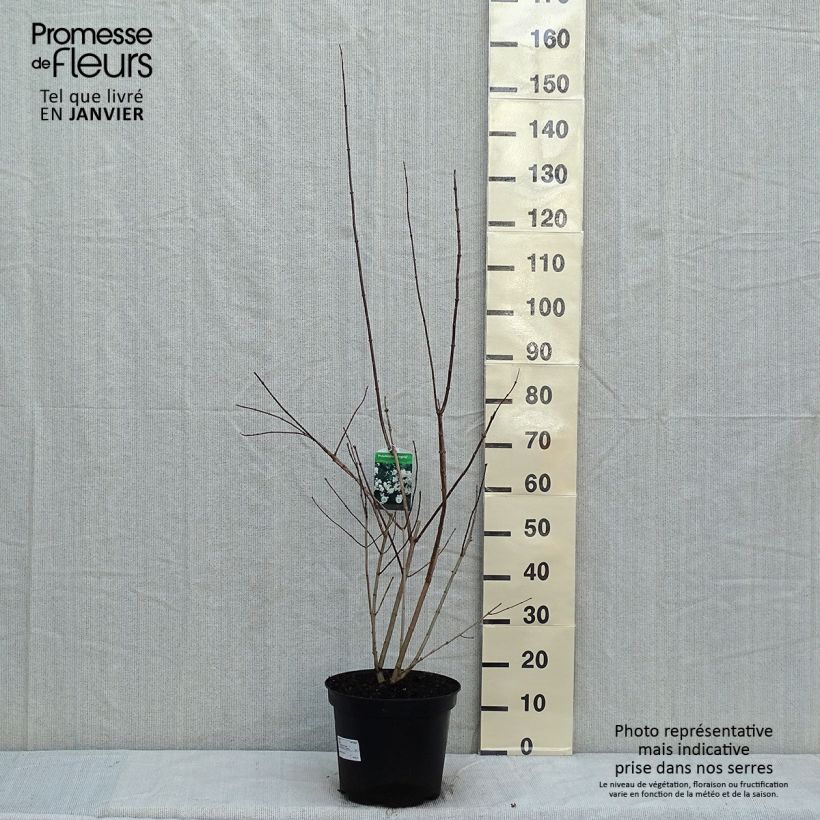 Philadelphus Virginal - Filadelfo Vaso da 7,5L/10L esemplare consegnato in inverno