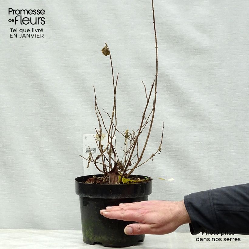 Philadelphus Variegatus - Fior d'angiolo Vaso da 3L/4L esemplare consegnato in inverno