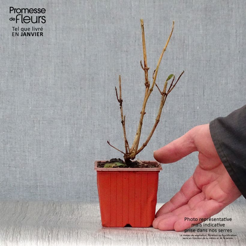 Philadelphus coronarius - Fior d'angiolo Vasetto da 8/9 cm esemplare consegnato in inverno
