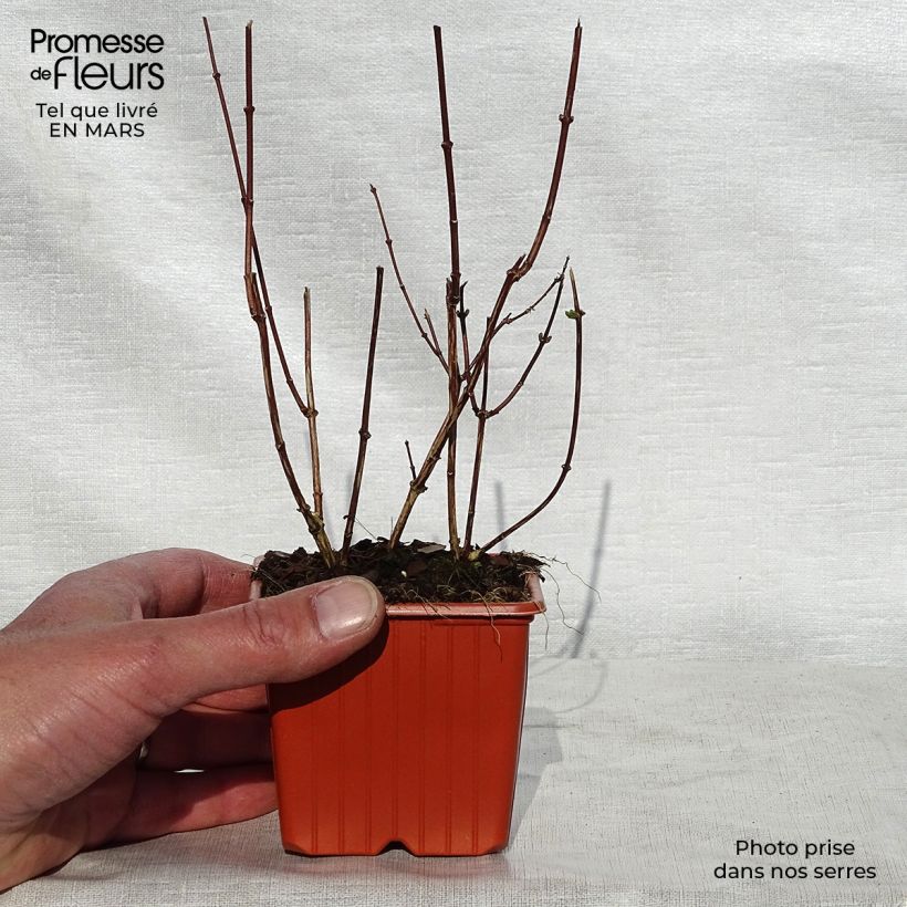 Philadelphus coronarius - Fior d'angiolo Vasetto da 8/9 cm esemplare consegnato in primavera