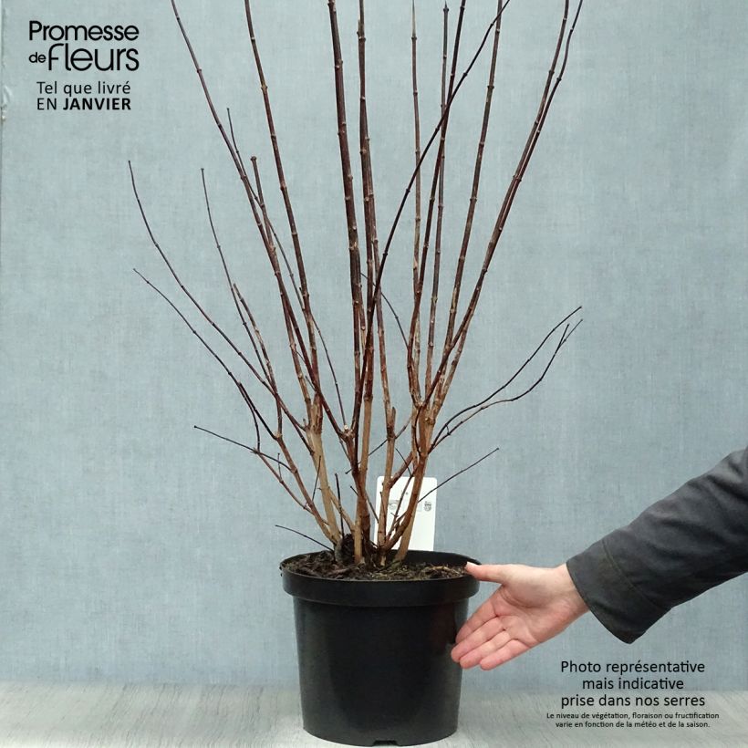 Philadelphus coronarius - Fior d'angiolo Vaso da 4L/5L esemplare consegnato in inverno