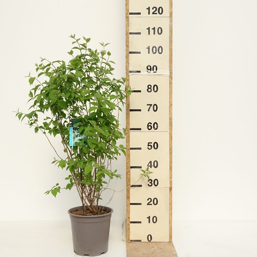 Philadelphus coronarius - Fior d'angiolo Vaso da 4L/5L esemplare consegnato in primavera