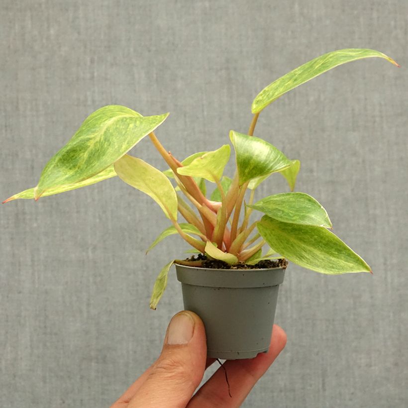 Philodendron Calkins Gold - Filodendro mini-pianta esemplare consegnato in primavera