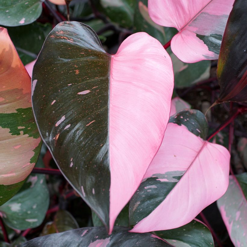 Filodendro - Philodendron Pink Princess (Fogliame)