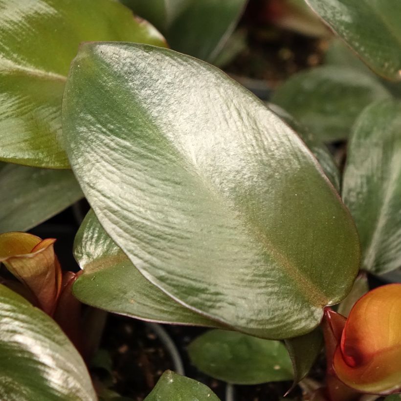 Filodendro - Philodendron Black Cardinal (Fogliame)