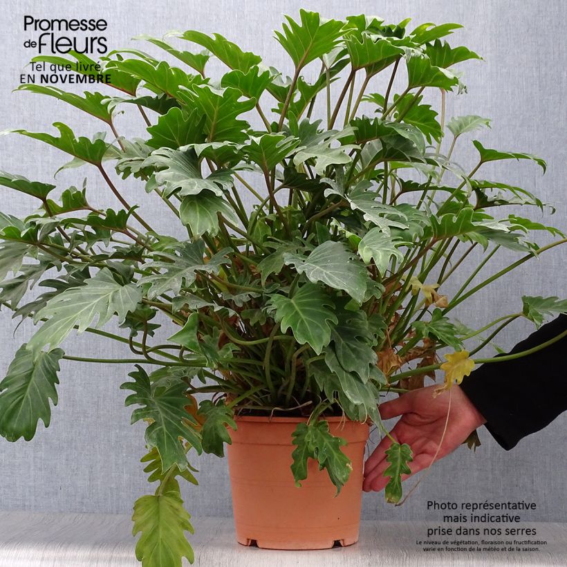 Esemplare di Philodendron xanadu Vaso da 3L/4L come consegnato in autunno