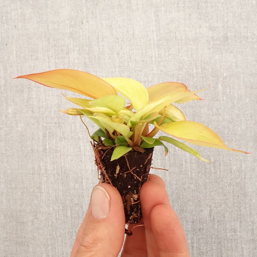 Filodendro - Philodendron Prince of Orange Mini-plante esemplare consegnato in primavera