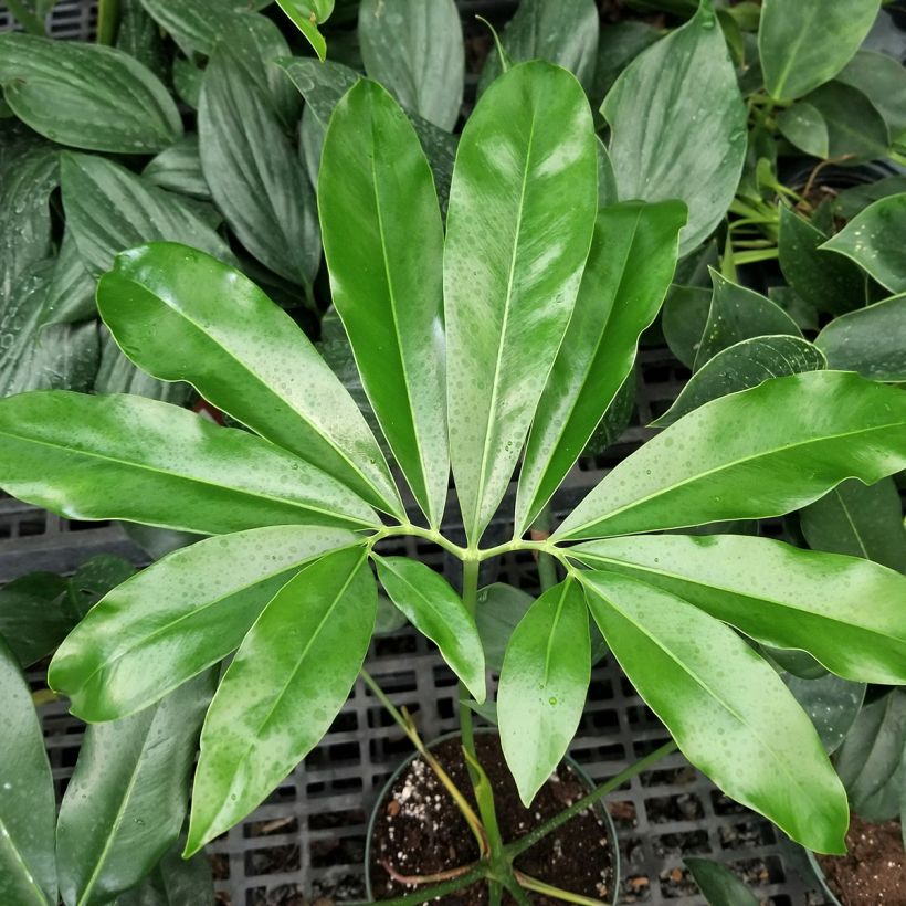 Filodendro - Philodendron goeldii (Fogliame)