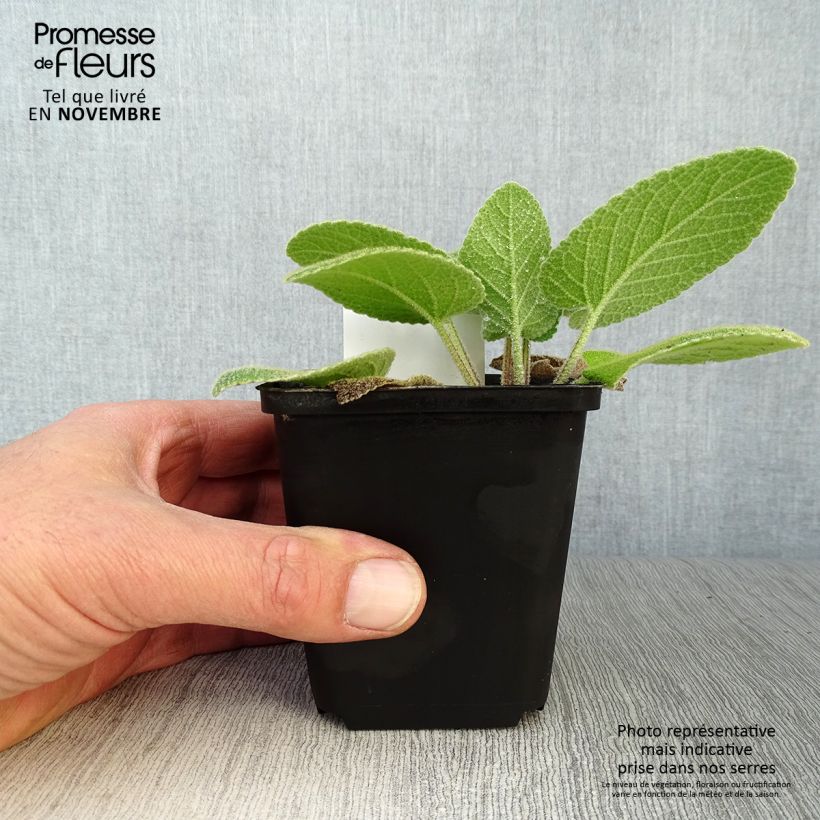 Esemplare di Phlomis russeliana Vasetto da 8/9 cm come consegnato in autunno