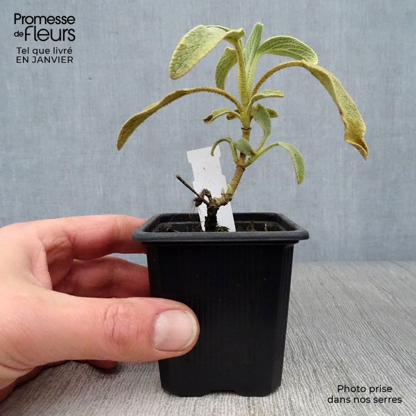 Phlomis fruticosa - Salvia di Gerusalemme Vasetto da 8/9 cm esemplare consegnato in inverno