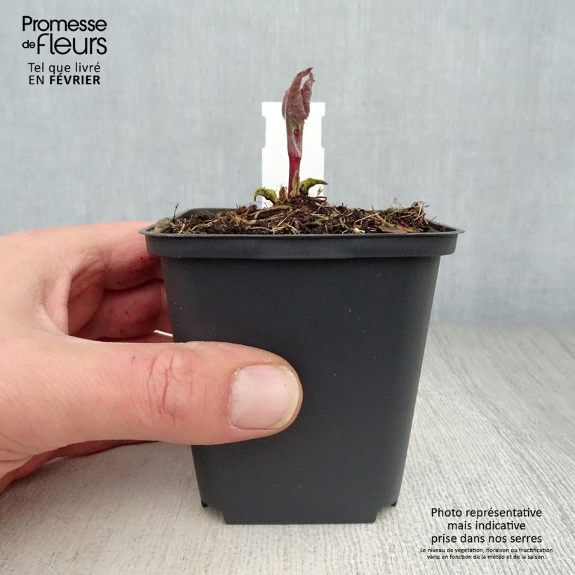 Phlomis tuberosa Amazone - Verbasco dalle foglie di salvia Vasetto da 8/9 cm esemplare consegnato in inverno