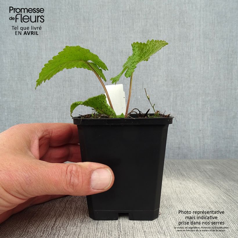 Phlomis tuberosa Amazone - Verbasco dalle foglie di salvia Vasetto da 8/9 cm esemplare consegnato in primavera