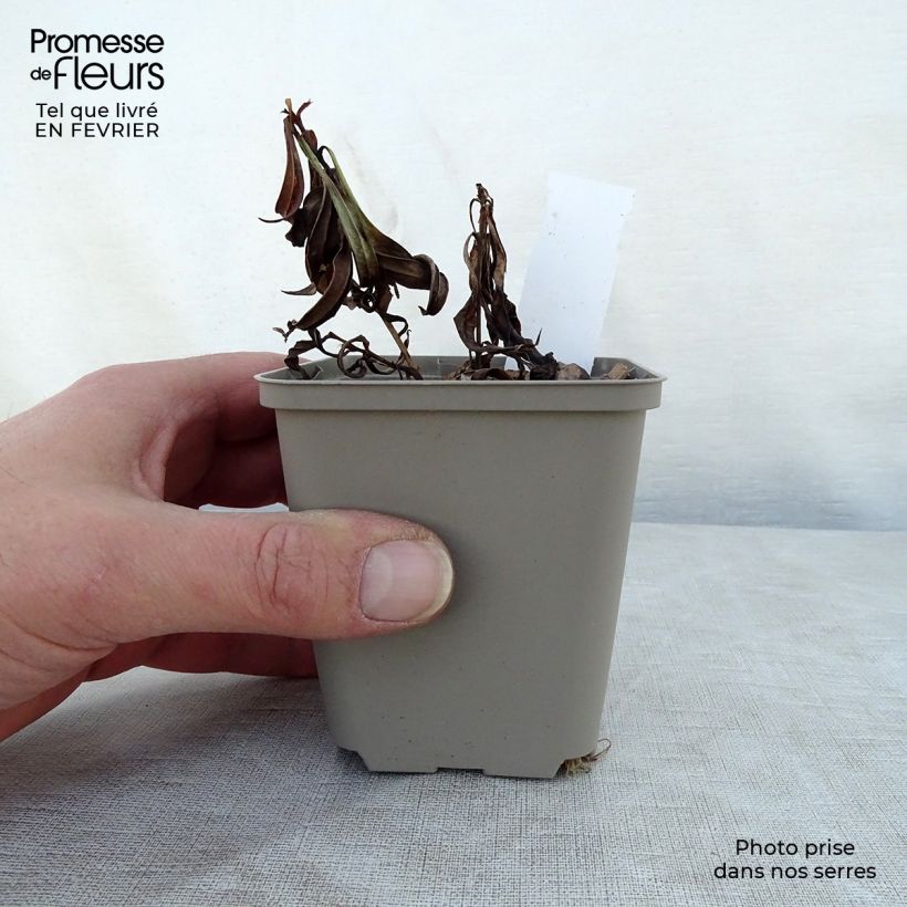 Phlox paniculata Fashionably Early Crystal Vasetto da 8/9 cm esemplare consegnato in inverno