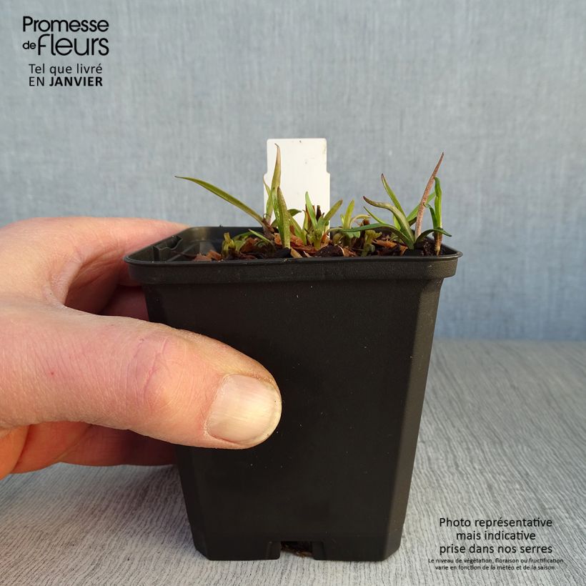 Phlox paniculata Fashionably Early Flamingo Vasetto da 8/9 cm esemplare consegnato in inverno