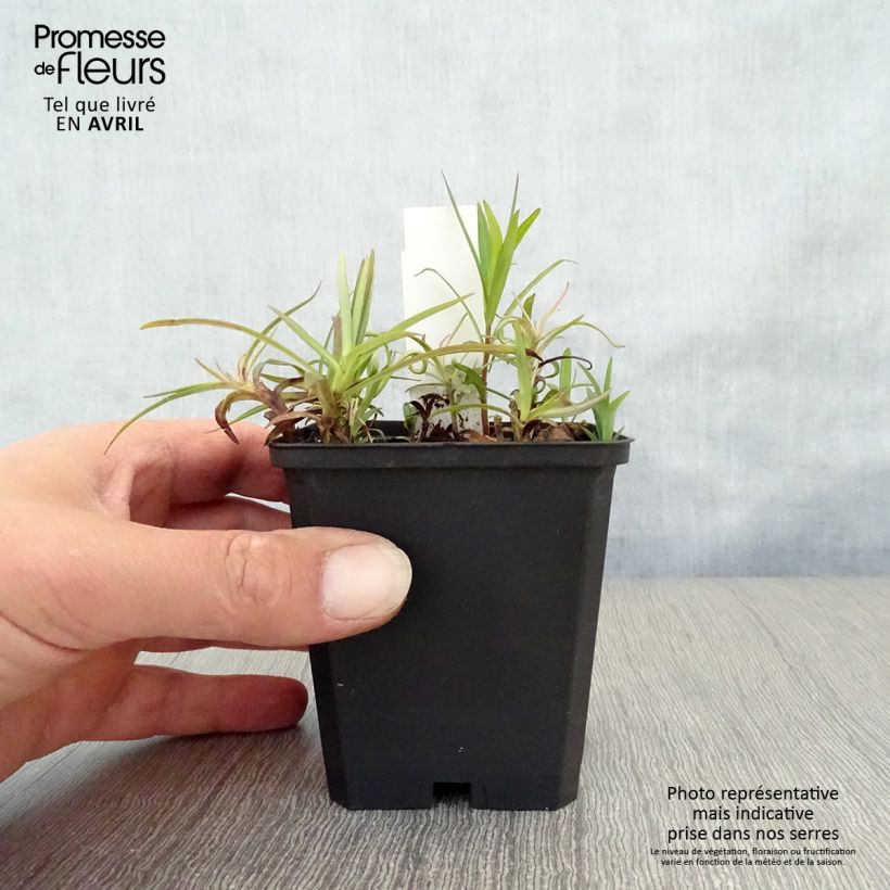 Phlox paniculata Fashionably Early Flamingo Vasetto da 8/9 cm esemplare consegnato in primavera