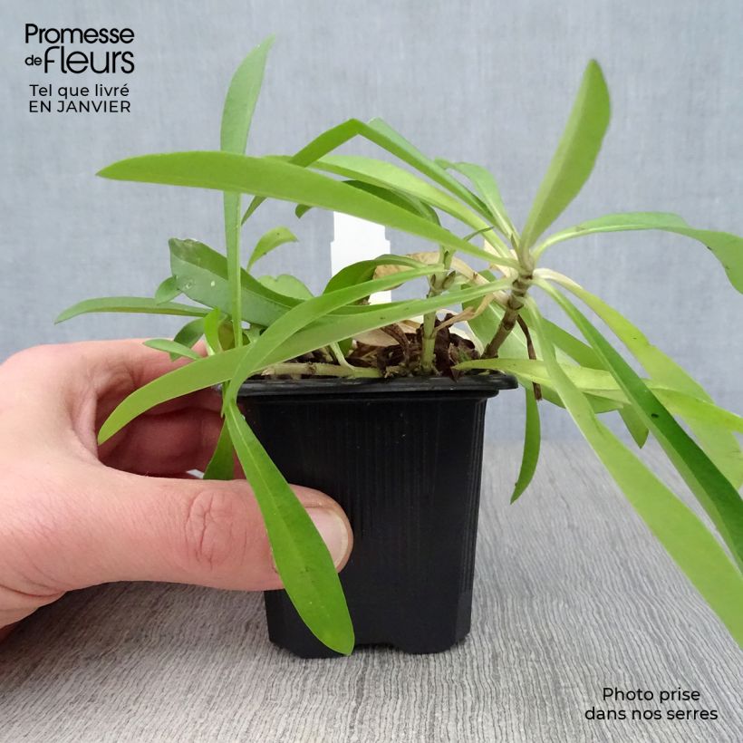 Phlox carolina Bill Baker Vasetto da 8/9 cm esemplare consegnato in inverno