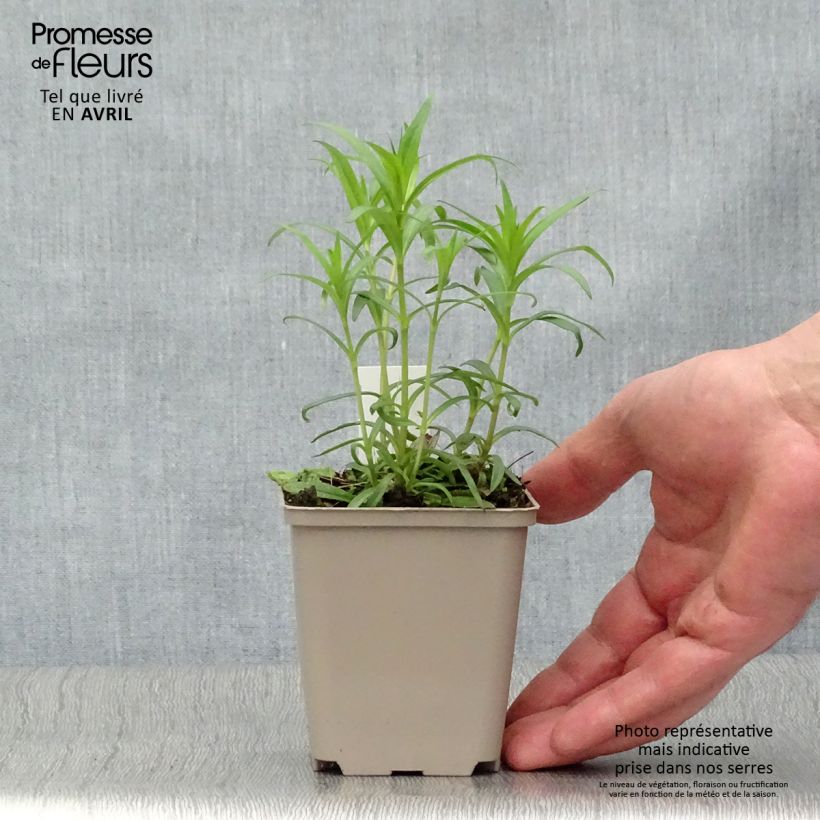 Phlox carolina Bill Baker Vasetto da 8/9 cm esemplare consegnato in primavera