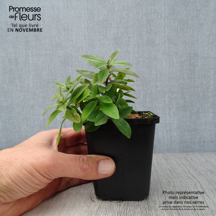 Esemplare di Phlox divaricata Chattahoochee Vasetto da 8/9 cm come consegnato in autunno