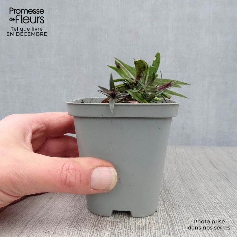 Phlox divaricata Chattahoochee Vasetto da 8/9 cm esemplare consegnato in inverno