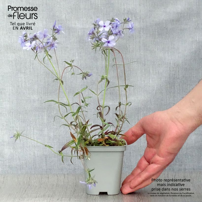 Phlox divaricata Chattahoochee Vasetto da 8/9 cm esemplare consegnato in primavera