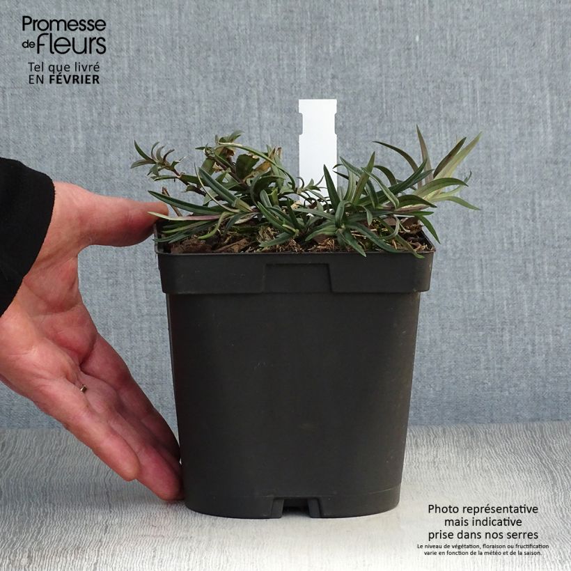 Phlox divaricata Chattahoochee Vaso da 2L/3L esemplare consegnato in inverno