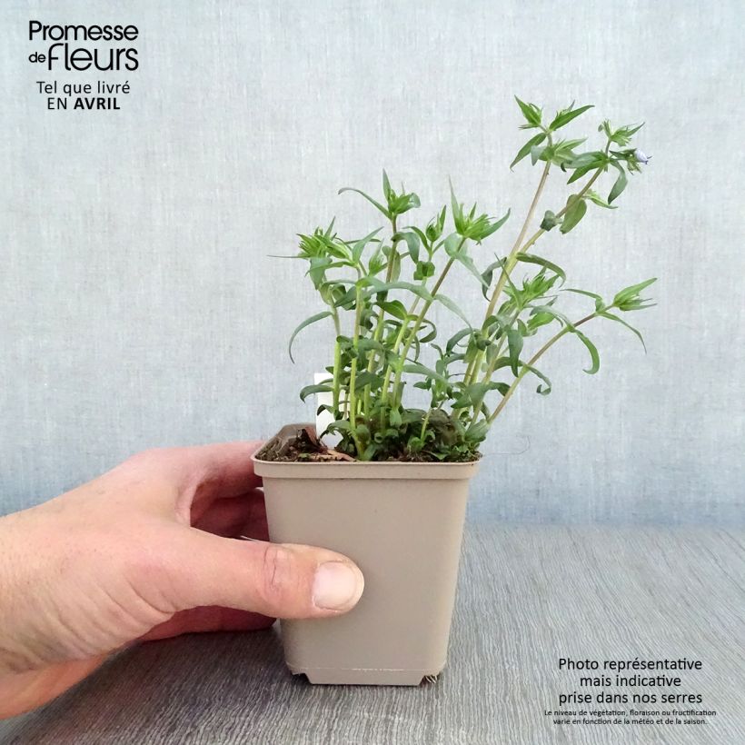 Phlox divaricata Clouds of Perfume Vasetto da 8/9 cm esemplare consegnato in primavera