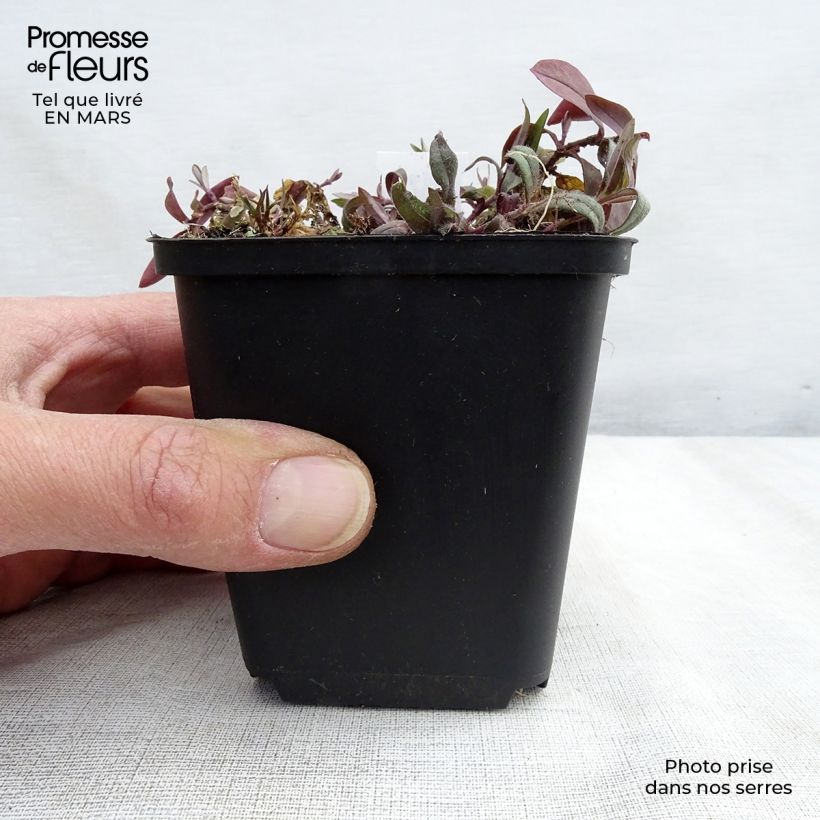 Phlox divaricata Dirigo Ice Vasetto da 8/9 cm esemplare consegnato in primavera